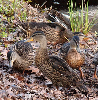 [Side view of a female duck standing on the ground with no furry patches visible, but also no blue patch.]